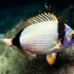 Biologists find the evolutionary explanation for why some seabream fish change sex
