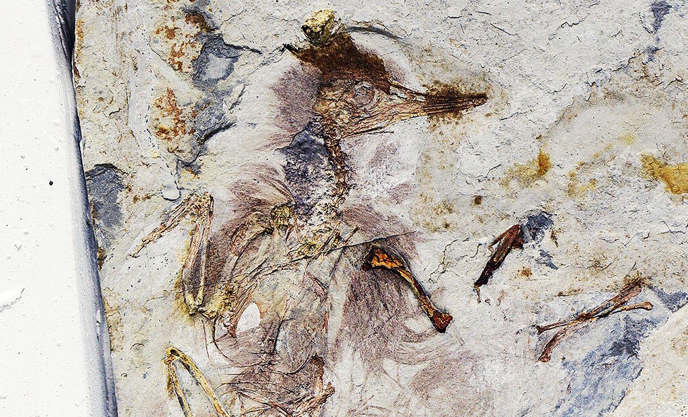 Bird that lived with dinosaurs died with 800 rocks in its stomach