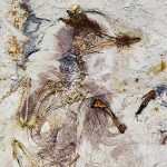 Fossilized bird that lived with dinosaurs 120 million years ago, Chromeornis funkyi, died with 800 rocks in its stomach. Credit: Jingmai O’Connor