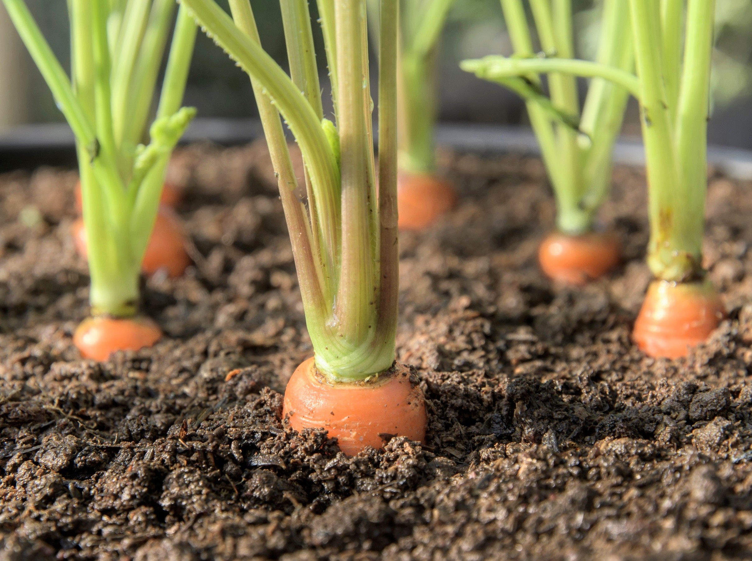 Plants use melatonin as a secret weapon - and it's not for sleep