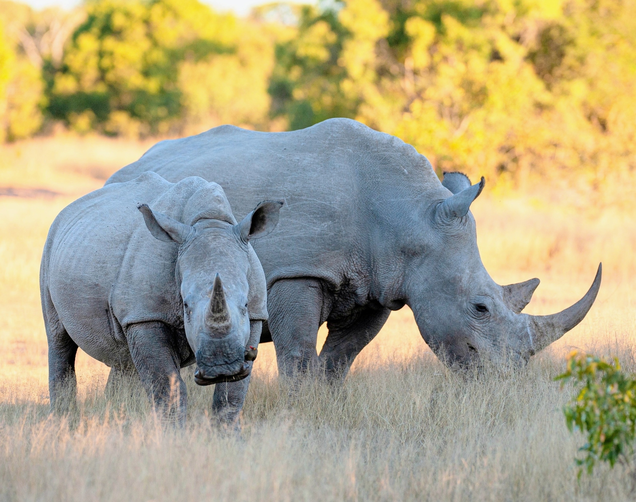 Hidden salt shortages are changing animal behavior in Africa
