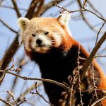 Why animals live longer when they stop reproducing