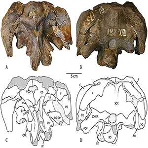 Holotypic braincase of Athenar bermani gen. et sp. nov. (CM 26552) in anterior (A, C) and posterior (B, D) views. Abbreviations: BO, basioccipital; BS, basisphenoid; BT, basal tubera; CPR, crista prootica; EO-OP, exoccipital-opisthotic; F, frontal; LS, laterosphenoid; OS, orbitosphenoid; P, parietal; PO, postorbital; POP, paroccipital process; PR, prootic; S, shelf overhanging the opening for cranial nerve V; SOC, supraoccipital; SQ, squamosal; I, opening for cranial nerve I; II, opening for cranial nerve II; IV, opening for cranial nerve IV; V, opening for cranial nerve V. Credit: Palaeontologia Electronica