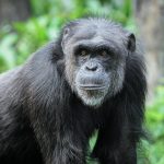 Male bonobos can time mating with remarkable accuracy
