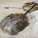 Horseshoe crabs were dying from infections 300 million years ago