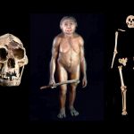 What happened to the hobbits, Homo floresiensis? Scientists think they figured it out. Credit: Smithsonian