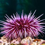 Mysterious pandemic is wiping out sea urchins worldwide