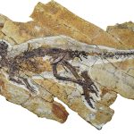 Dinosaur fossil discovered with intact 'voice box,' revealing how these monsters may have sounded. Credit: IVPP