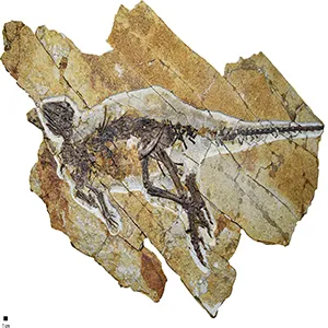 The photograph of the whole skeleton of Pulaosaurus qinglongin left lateral view (IVPP V30936). Credit: Hailong Zhang