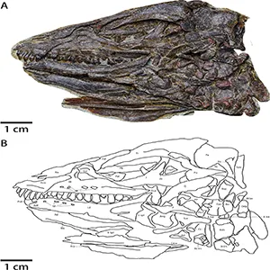 The skull of Pulaosaurus qinglongin left lateral view (IVPP V30936). Credit: Hailong Zhang