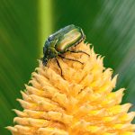 Ancient plants turned up the heat to lure beetle pollinators