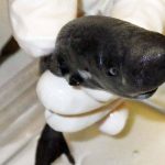 The shark that fits in your pocket and glows in the dark