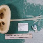 New sponge species is so strange it was given the name Advhena magnifica, which means "magnificent alien"