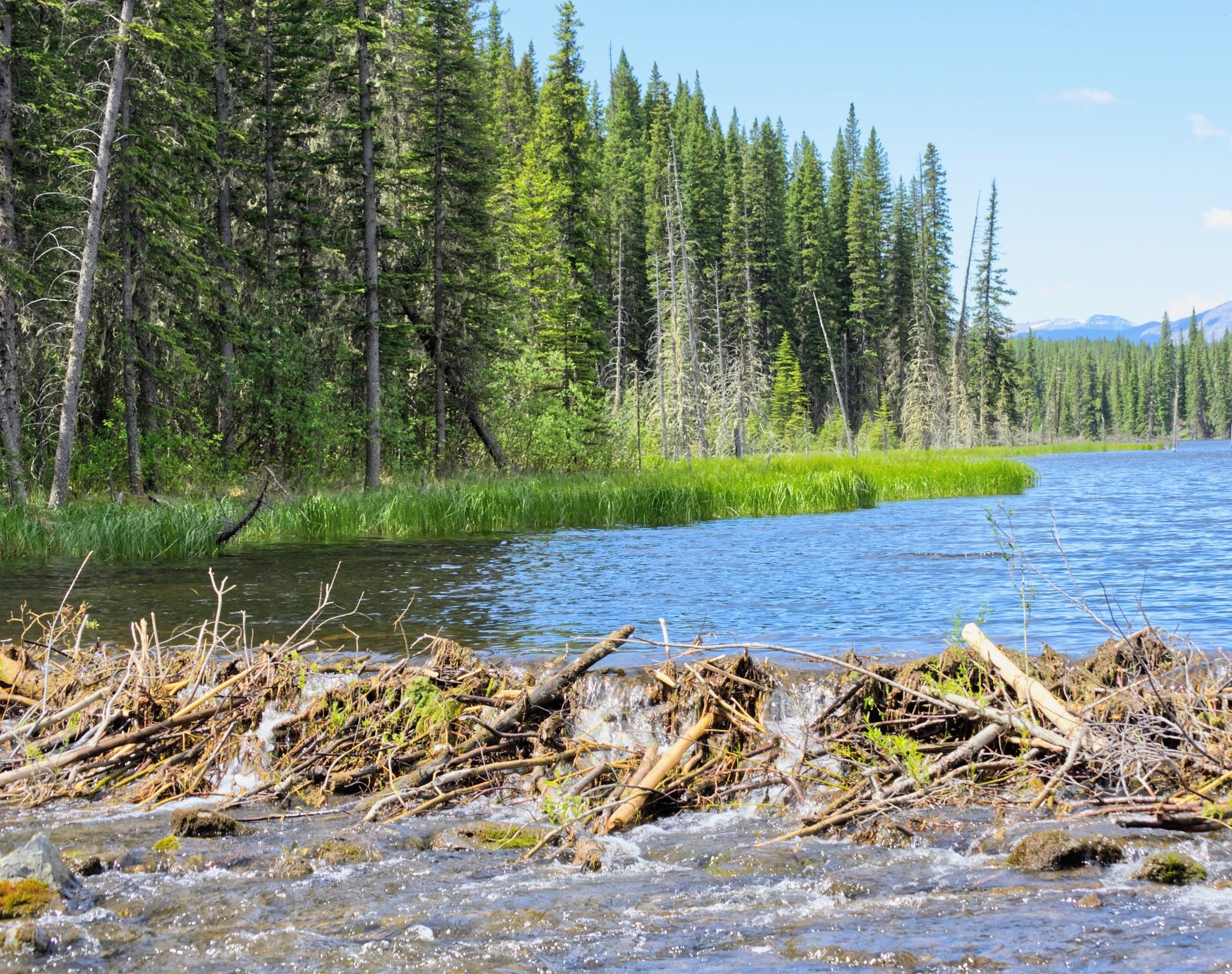 Artificial beaver dams may help protect rivers from climate stress