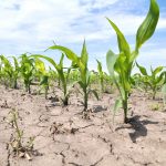 Global hunger reports miss millions facing food insecurity