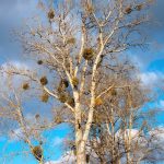 Mistletoe is known for killing trees - but is it really harmful?