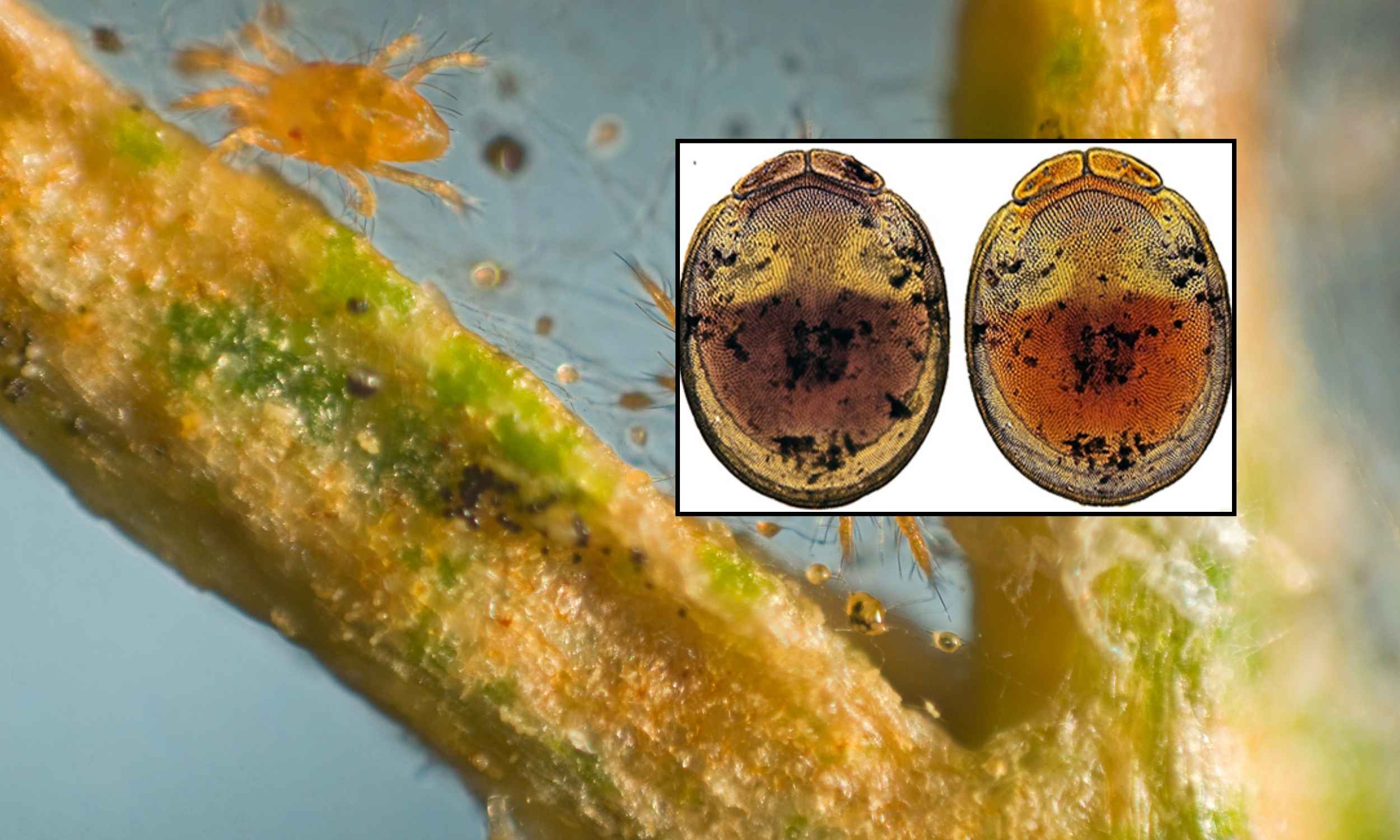 New species of predatory water mite discovered after decades