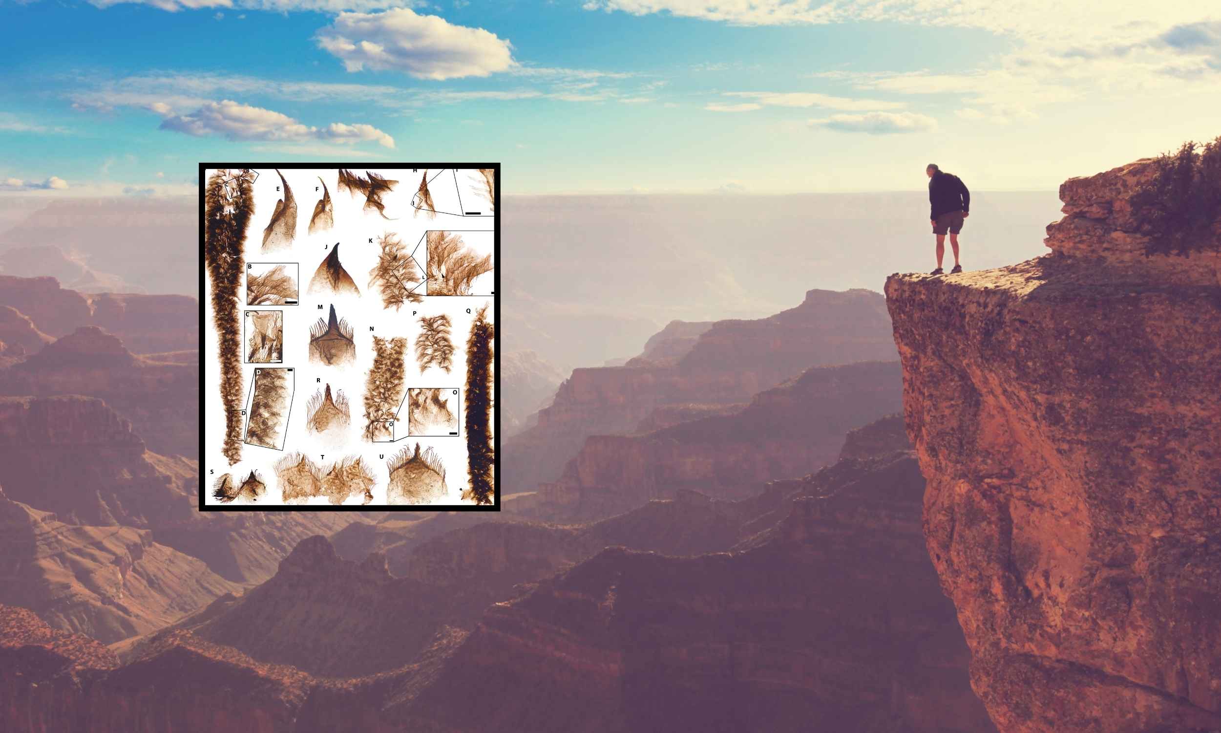 Geologists find fossils of unexpected creatures in Grand Canyon rocks