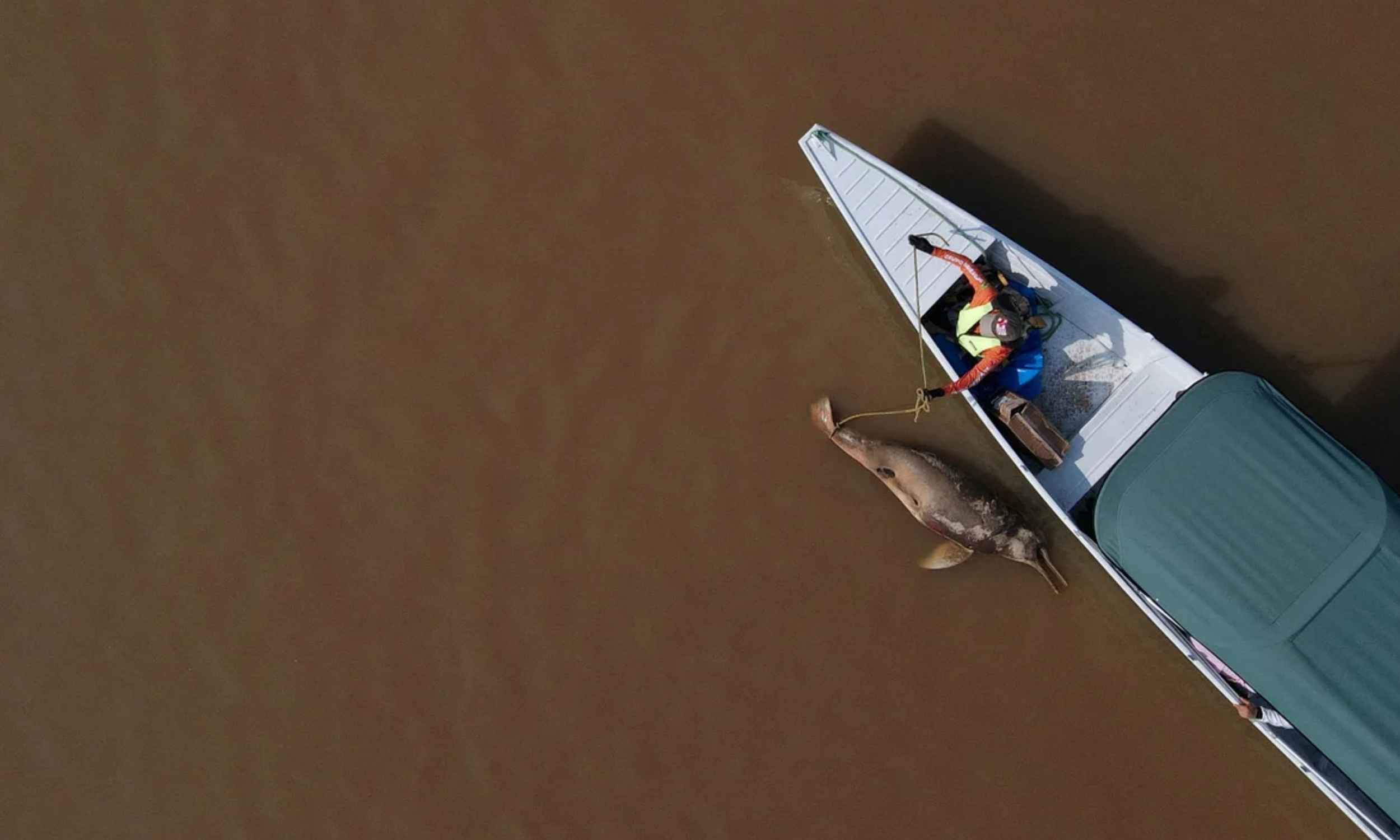 Amazon river dolphins found dead in waters warmer than a hot tub