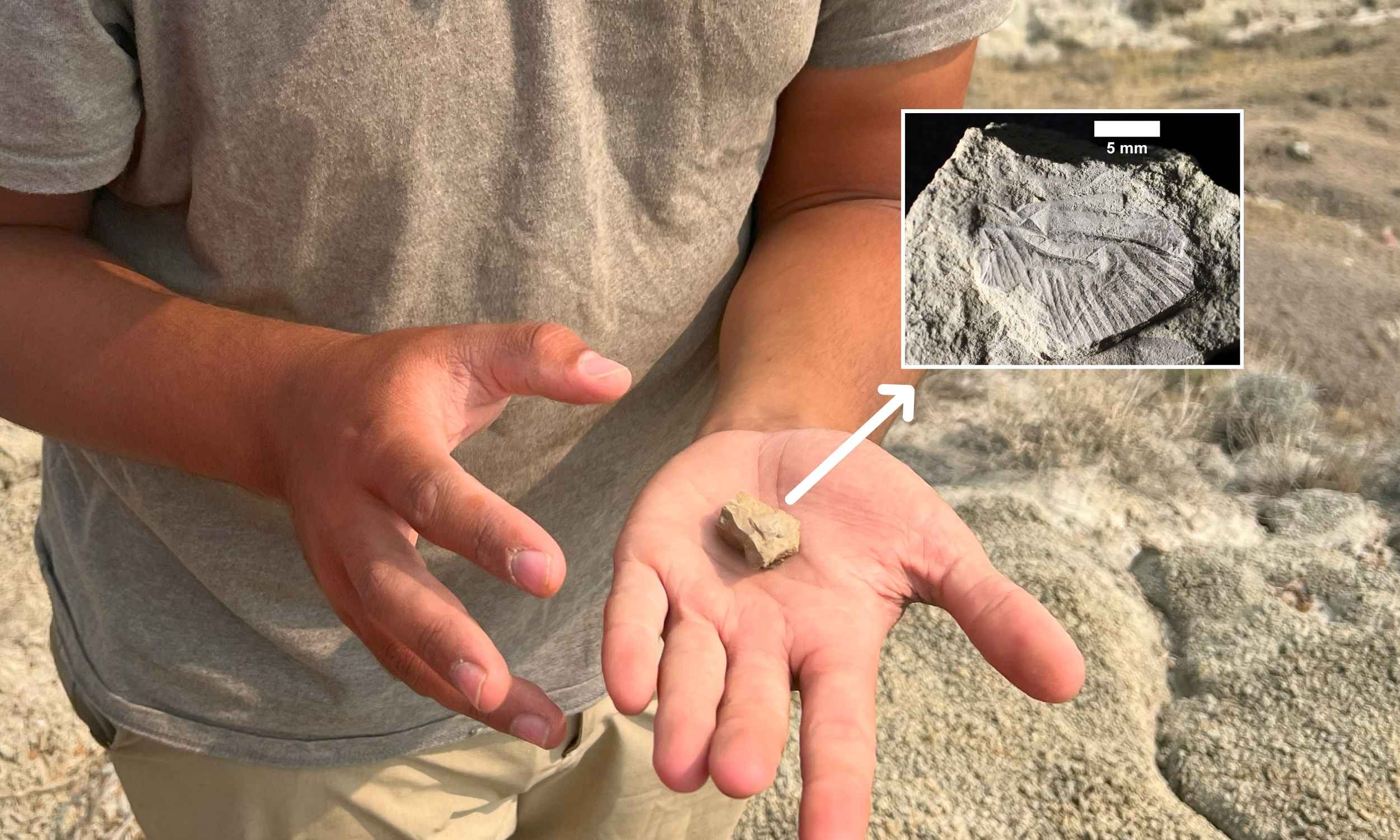 Student discovers 75-million-year-old Cretaceous dragonfly