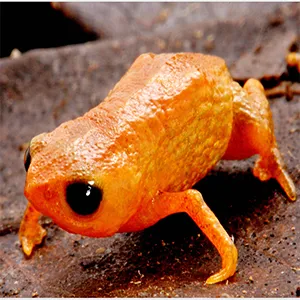 Holotype of Brachycephalus lulai sp. nov., male, in life. (A) Anterolateral view. (B) Ventral view. In B, white arrow indicates the presence of the linea masculinea. Credit: Luiz F. Ribeiro