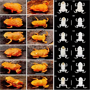 Variation in coloration of paratypes of Brachycephalus lulai sp. nov. Column one and column three show specimens in dorsal view in life and in preservative, respectively. Credit: Luiz F. Ribeiro