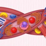 Your muscles don't break down, they rebuild themselves: How thousands of “mini nuclei” move to repair damaged fibers in real time