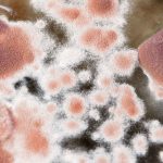 The longest-living fungi on the planet harbour a biological trick that slows down deadly mutations for centuries