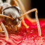 The smallest and most difficult ant to eradicate in the world is invading entire buildings