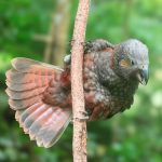 Birds rely on internal clocks that are increasingly disrupted by humans