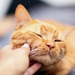 Cats communicate more through purrs than meows