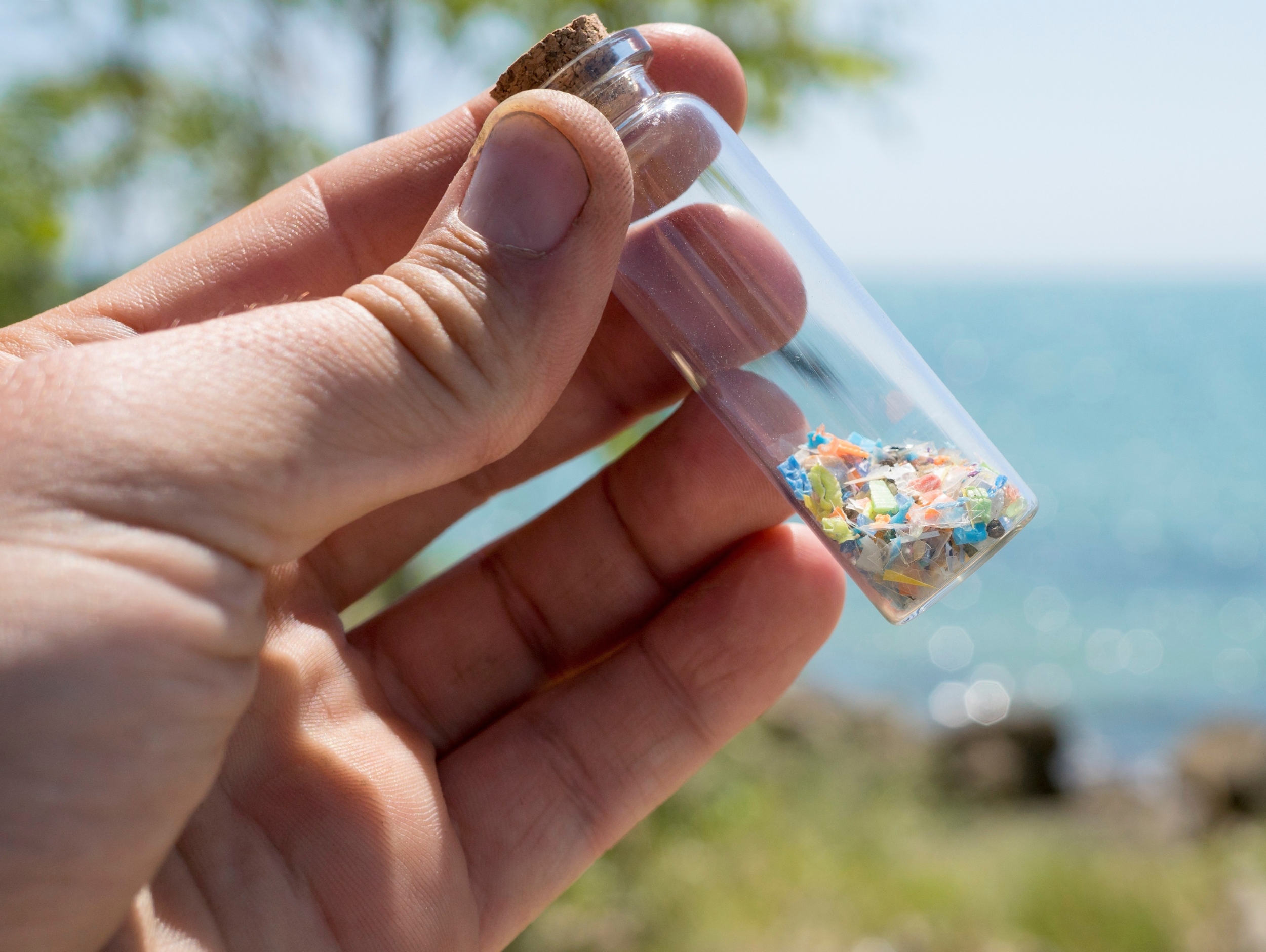 Plastic pollution has reached one of Earth’s most isolated insects