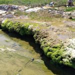 'Living rocks' along South Africa’s coast are surprisingly active