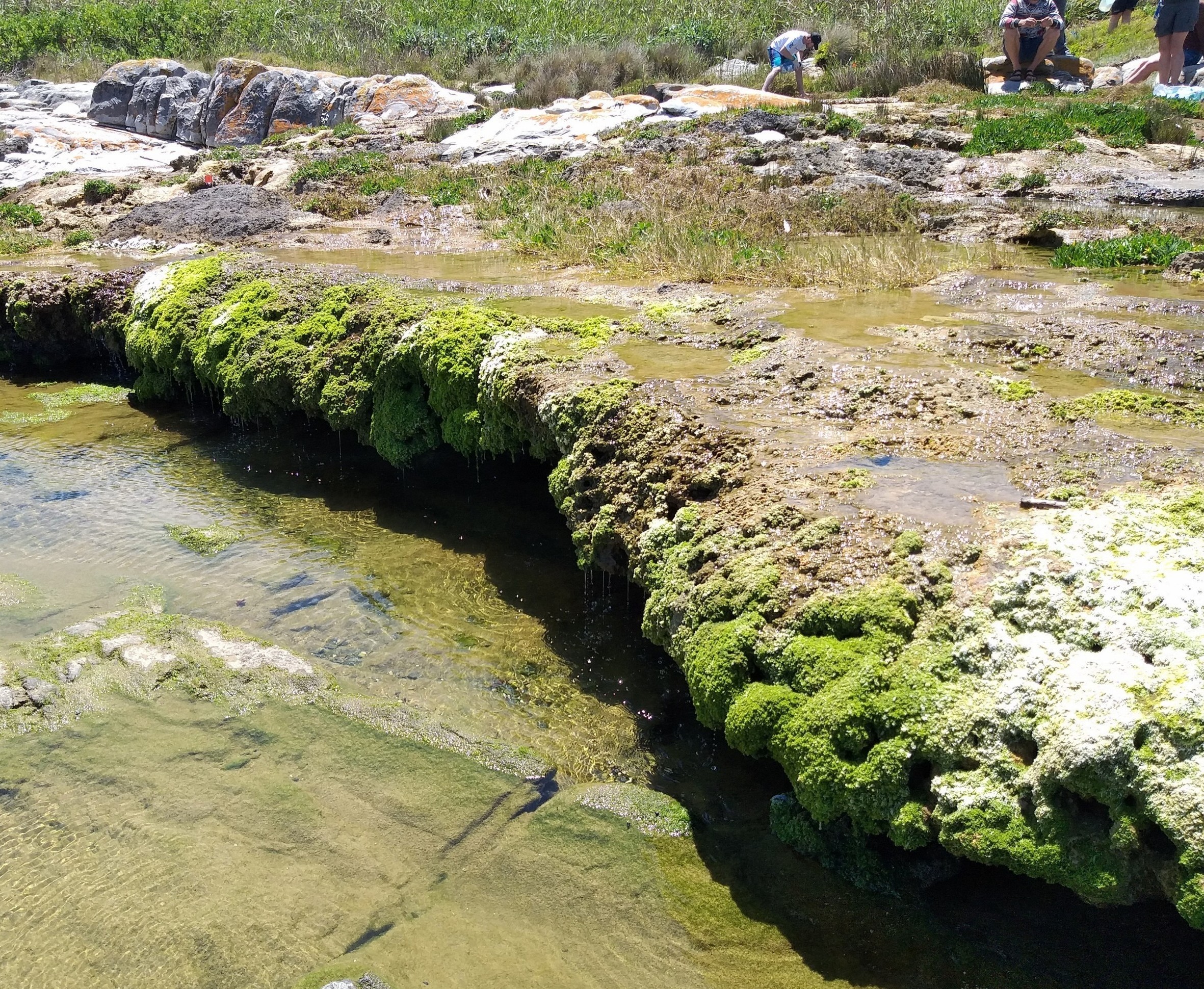 'Living rocks' along South Africa’s coast are surprisingly active