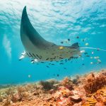 Juvenile manta rays act as mobile habitats for schools of fish
