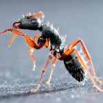 Ants are more vulnerable to invading parasites in hotter climates