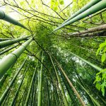 Henon bamboo plant species that only blooms every 120 years is vanishing
