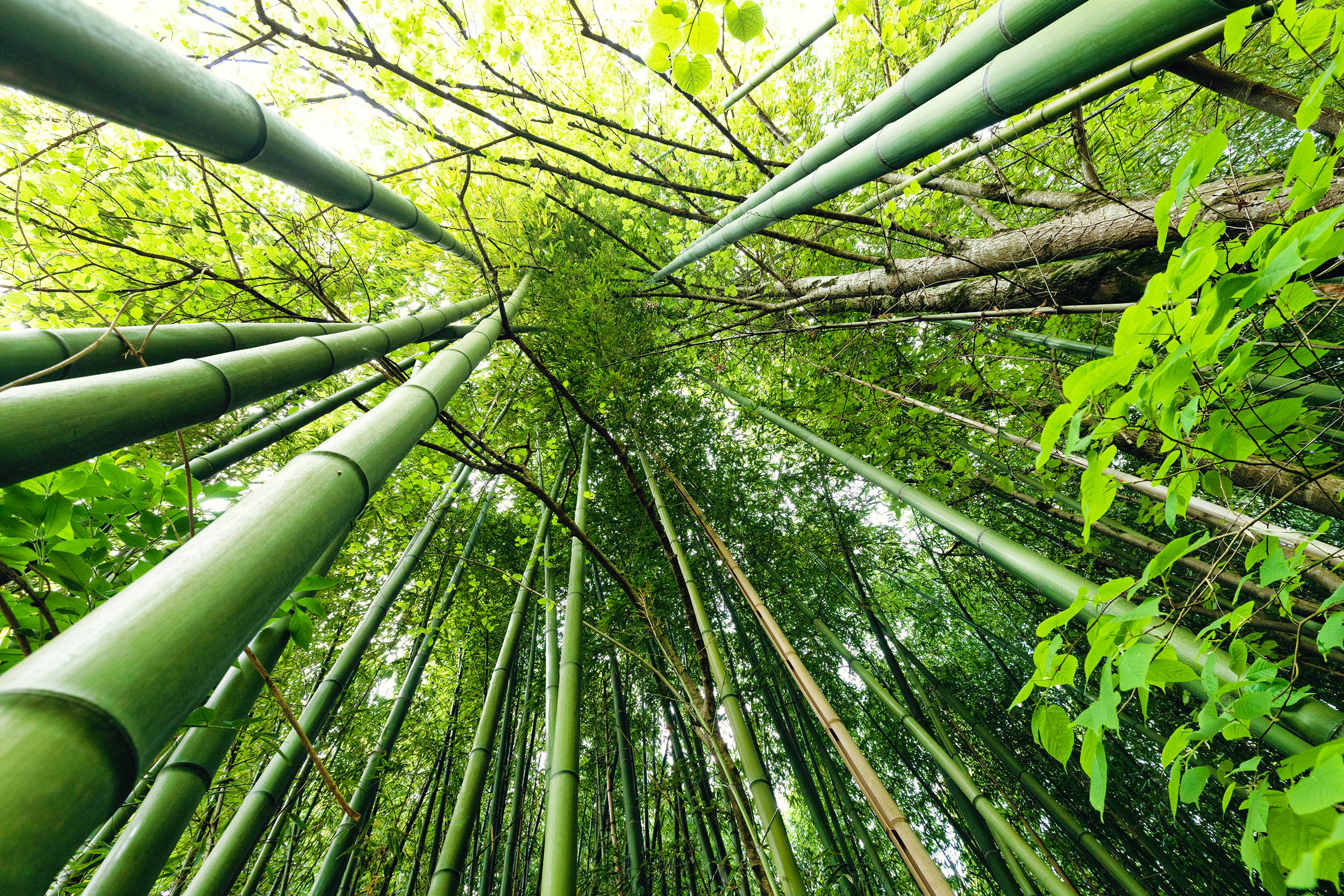 Bamboo species that blooms only every 120 years may never bloom again