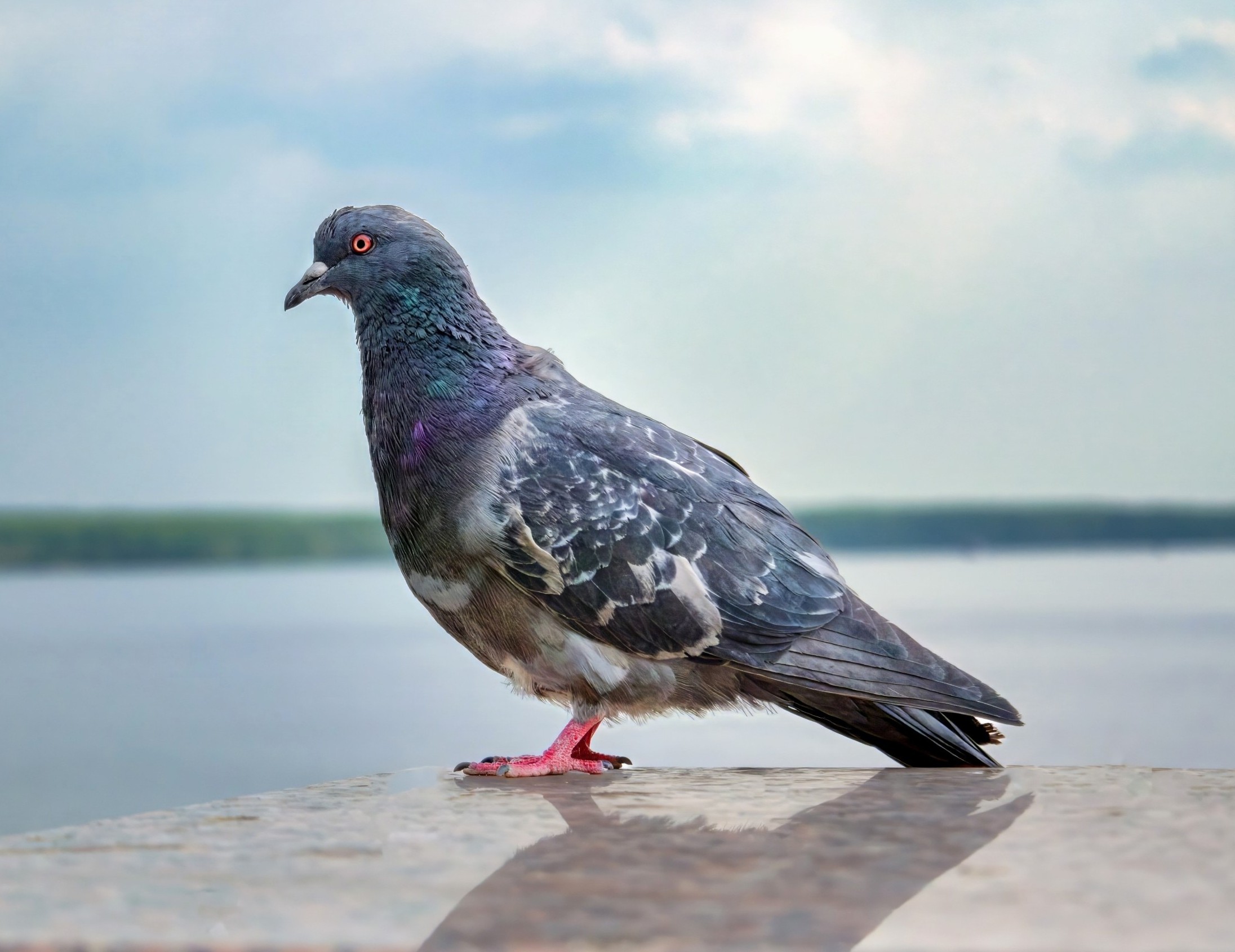 Pigeons sense Earth’s magnetic field in an unexpected way - Earth.com