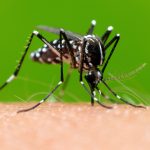 Mosquitoes track human scent like GPS, which is how they choose bite victims