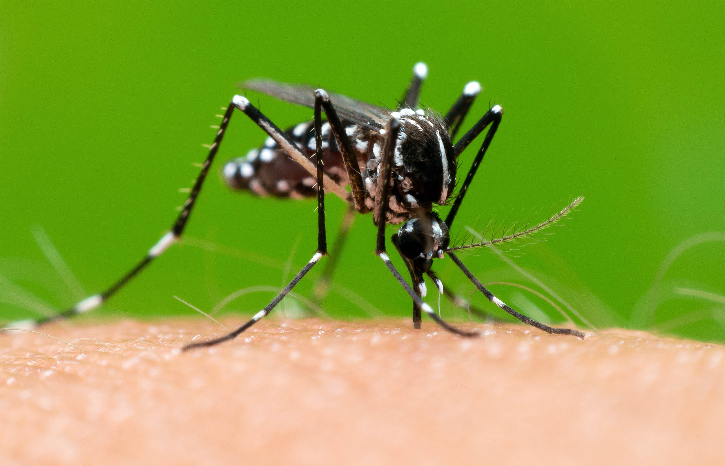Mosquitoes Use Human Odor to Find People to Bite, Research Shows