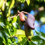 Little-known tree, Hymenaea courbaril, has enormous potential as both food and medicine