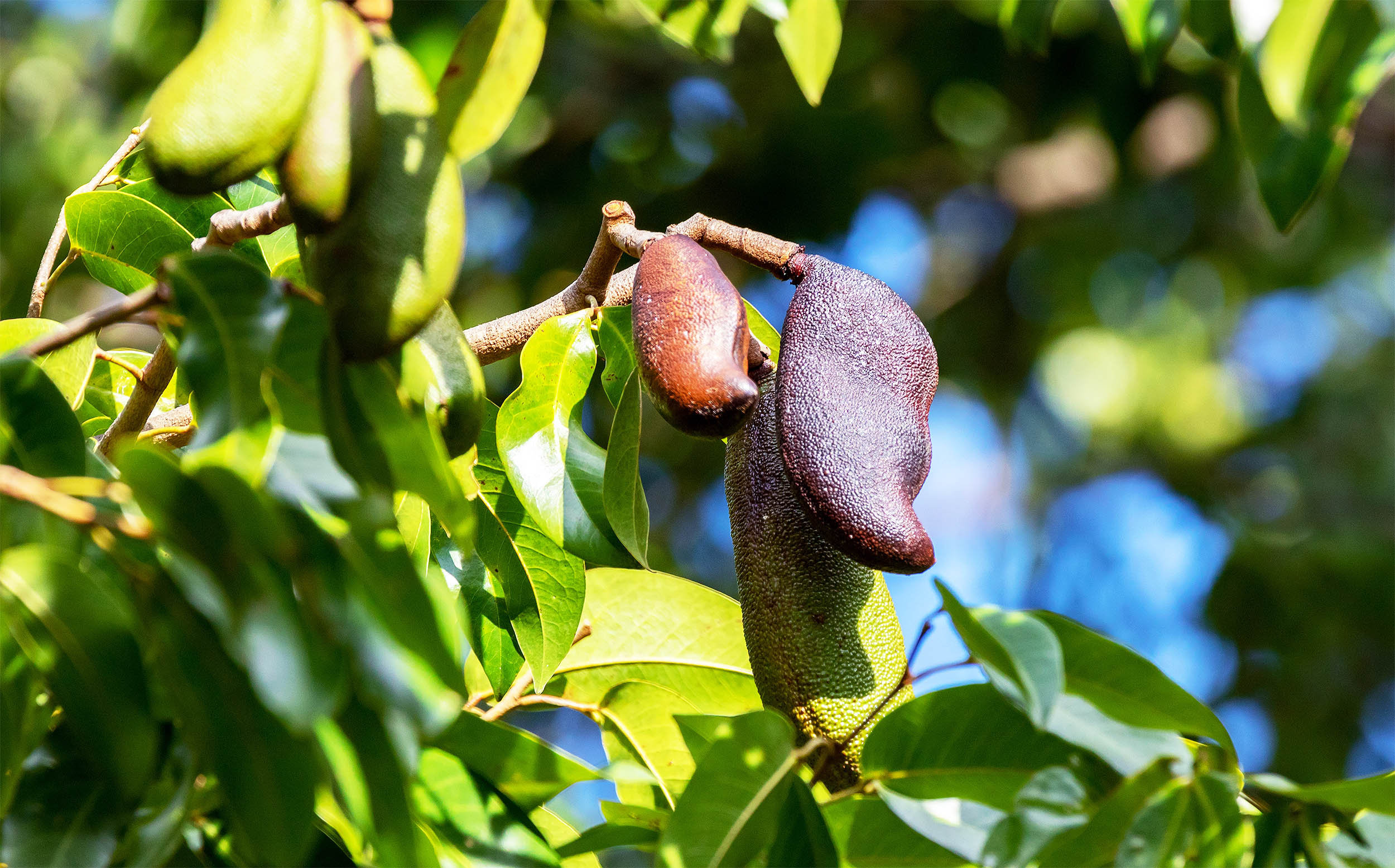 Little-known tree has enormous potential as both food and medicine