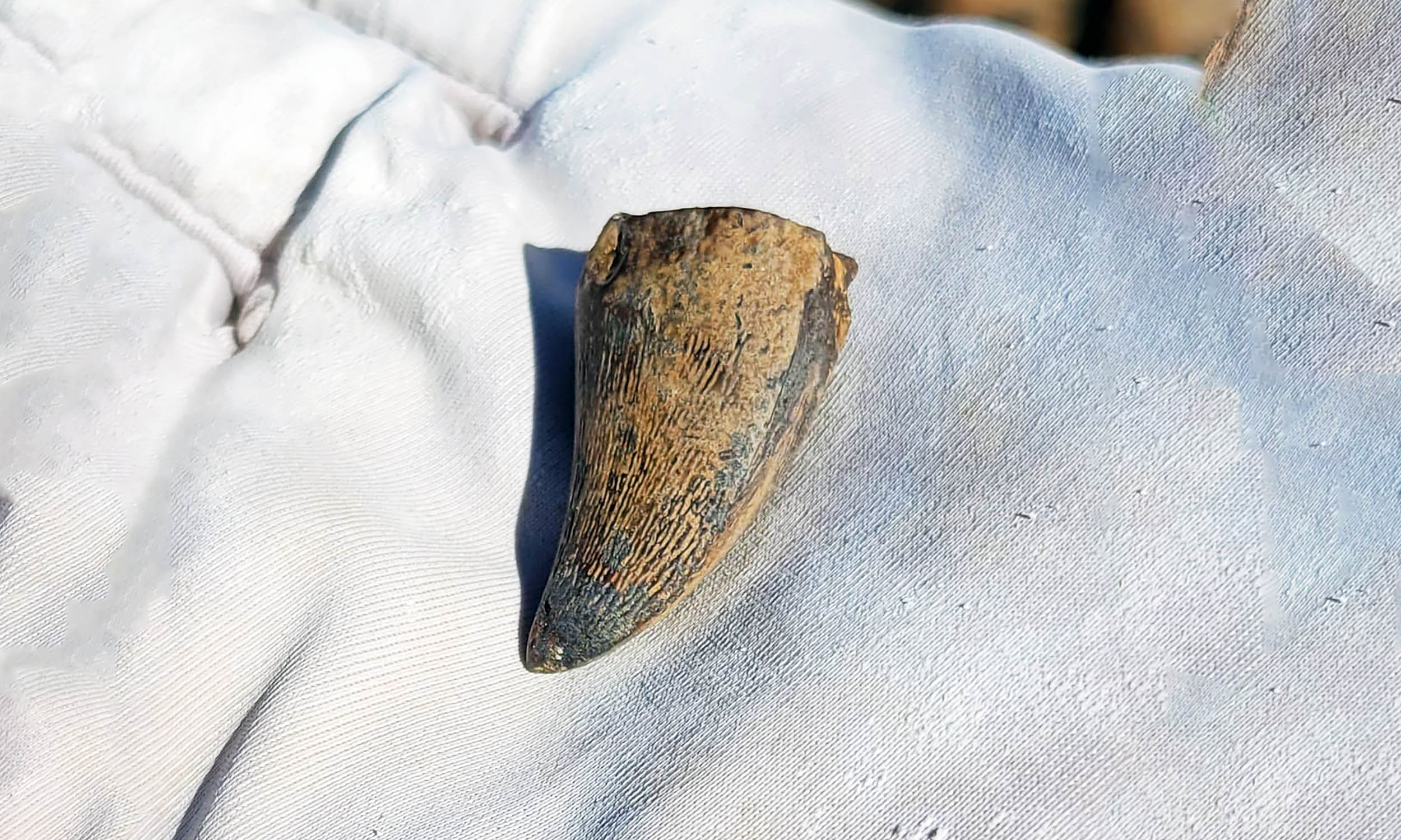 Mosasaur tooth found in North Dakota will force a rewrite of the 'sea monster' textbooks