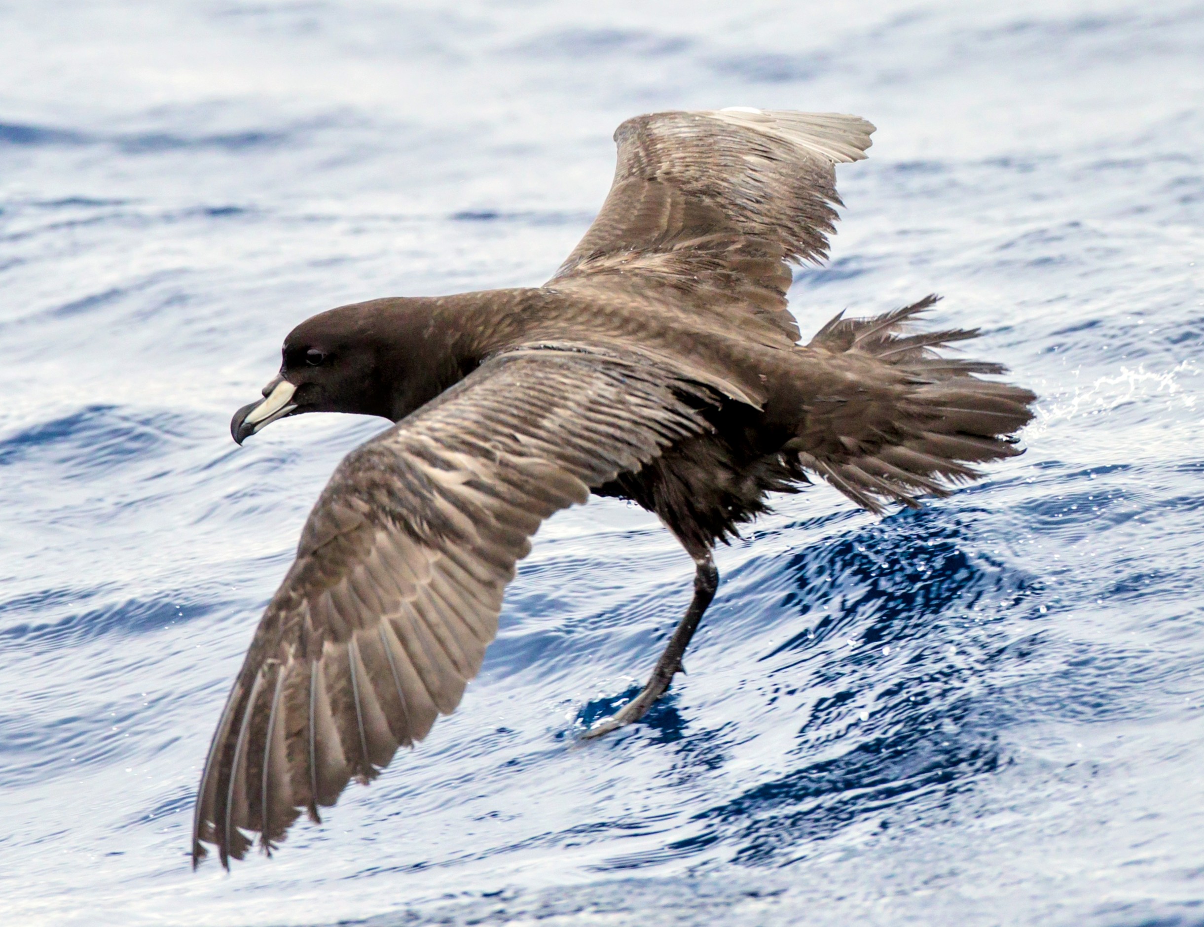 Seabirds reveal that forever chemicals have reached the most remote ecosystems