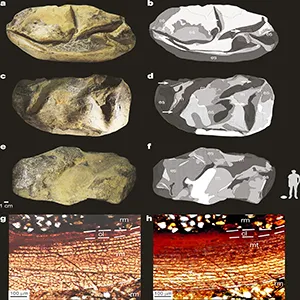 Enormous 68-million-year-old fossil egg from Antarcticoolithus bradyi nicknamed 'The Thing' is excavated in Antarctica. Credit: Nature