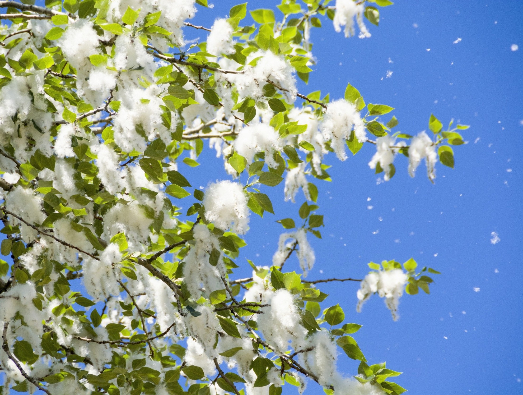 Plants are more successful when their genes work together