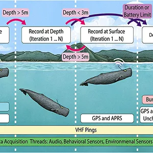 A state machine dynamically adapts the bio-logger’s recording behavior throughout a deployment. This includes initialization of systems such as real-time clocks, enabling or disabling wireless capabilities, launching or stopping data acquisition threads, releasing suction, and shutting down. Credit: Alex Boersma