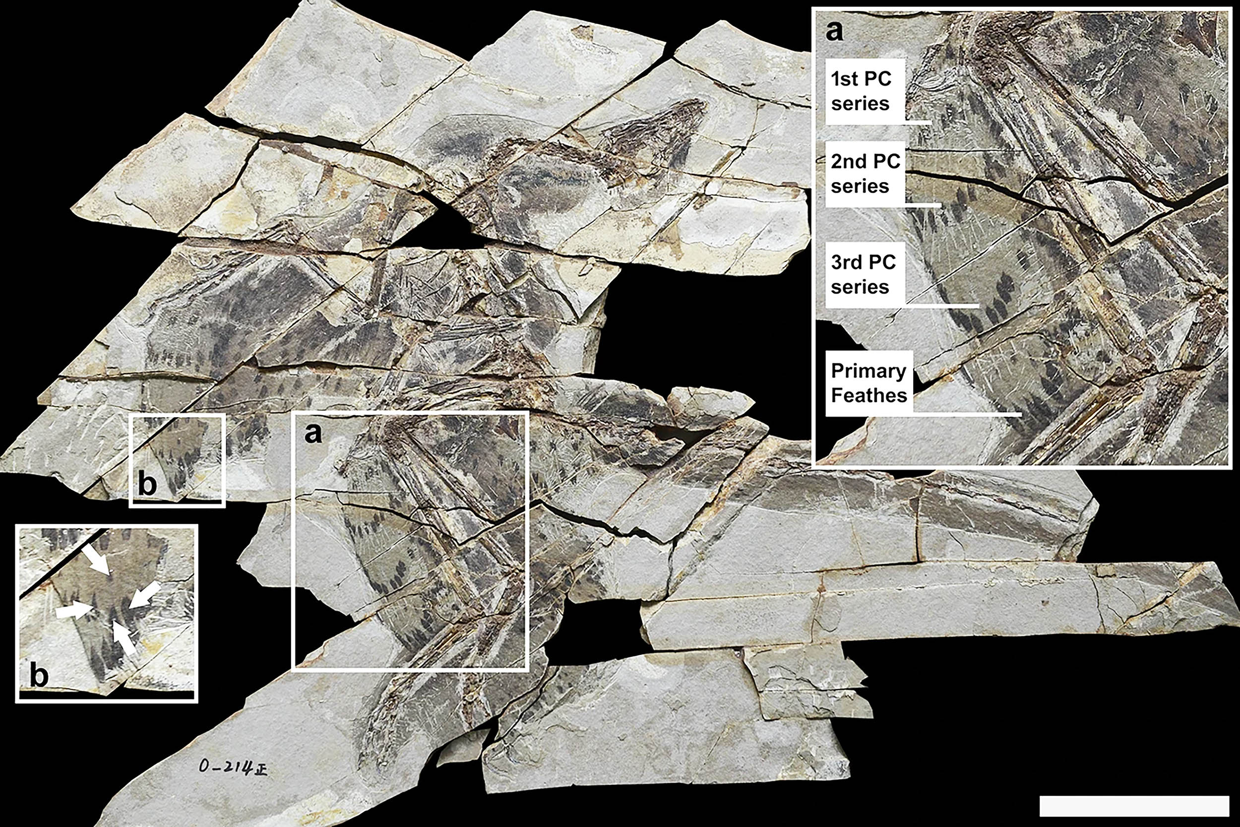 160-million-year-old dinosaur fossil offers new clues about the evolution of flight