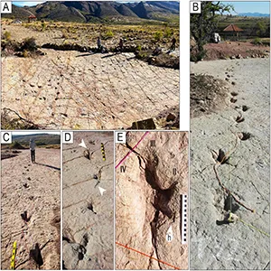 Some of the dinosaur footprints found on Bolivia's Jurassic superhighway. A) Trackways with tracks of style of preservation M5 on site CP3. Notice the ripples on the surface of the layer. B) Trackway T32 has very deep tracks and tail traces. The sinuous cord marks the tail traces. C) Deep tracks of the trackway T22-2-25 D) Set of five very deep tracks of the trackway TS102. White arrowheads indicate tail traces. Credit: PlosOne